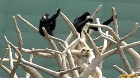 Thumbnail for Duet of "Singing" Gibbons at Brookfield Zoo