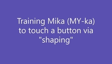 Go to Helen Smith Training Mika the dog to push the "NO "button with duration: 4 minutes, 53 seconds