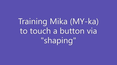 Thumbnail for Helen Smith Training Mika the dog to push the &quot;NO &quot;button