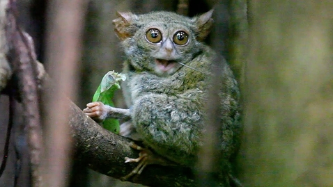 Thumbnail for TARSIUS TARSIER eating grasshopper in Tangkoko Nature Reserve - North Sulawesi, Indonesia