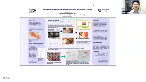 Thumbnail for Engineering of a podocyte cell line expressing MEG3 using CRISPRa. Adrien Chen