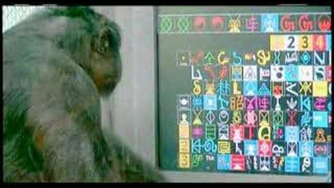 Thumbnail for Kanzi with lexigram