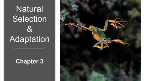 Thumbnail for Selection_recording