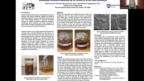 Thumbnail for Sustainable Cellulose Production by Co-Culture of SCOBY with Rhizobium