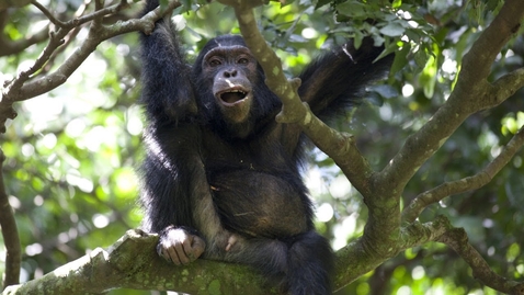 Thumbnail for Chimps Team Up to Hunt Monkeys | BBC Earth