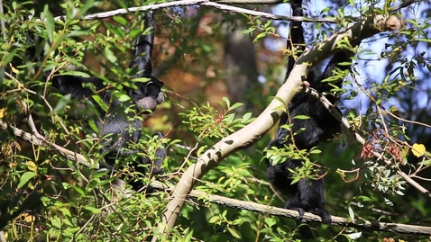 Thumbnail for Siamang sing duet from the treetops