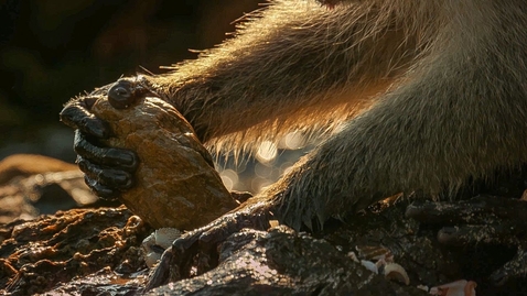 Thumbnail for Monkeys Use Tools to Open Shells | BBC Earth