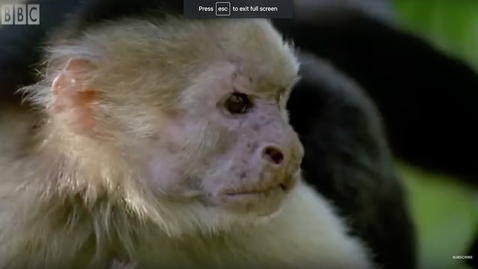 Thumbnail for Monkey's Bluff | Clever Monkeys | BBC Earth