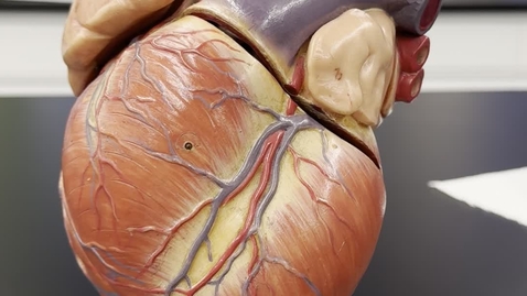 Thumbnail for Video of Heart Model