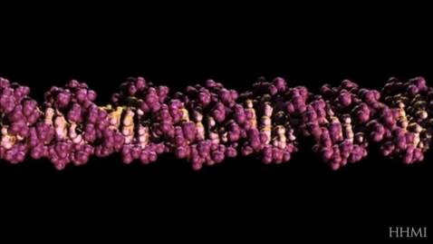 Thumbnail for ANTH021_L05_The_Chemical_Structure_of_DNA