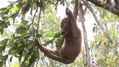 Thumbnail for Baby_Orangutan_Hanging_In_Tree_Eating_Leaf-YouTube-1