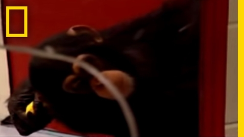 Thumbnail for Self-Recognition in Apes | National Geographic