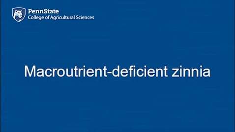 Thumbnail for Macroutrient-deficient zinnia