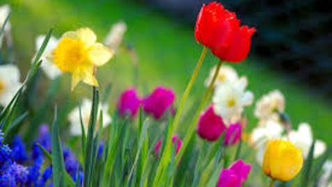 Thumbnail for Spring