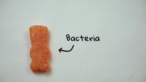 Thumbnail for 2020 FIRST PLACE The Sweet and Sour Life of Bacteriocins