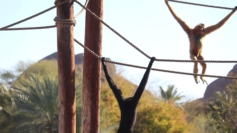 Thumbnail for Swinging with Buff-cheeked Gibbons at the Phoenix Zoo