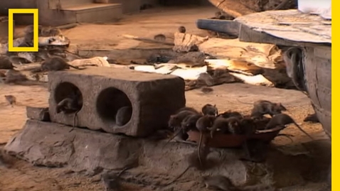 Thumbnail for Welcome to the Rat Temple | National Geographic