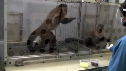 Thumbnail for Ep. 20: MONKEY BUSINESS | Shola Lynch