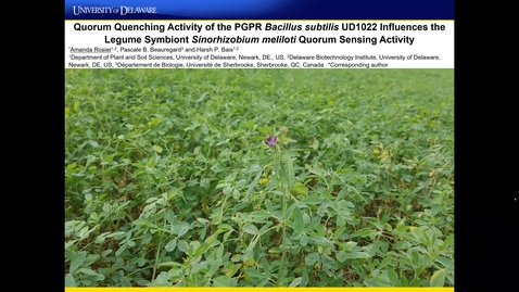 Thumbnail for entry Quorum Quenching Activity of the PGPR Bacillus subtilis UD1022 Influences the Legume Symbiont Sinorhizobium meliloti Quorum Sensing Activity,  Amanda Rosier