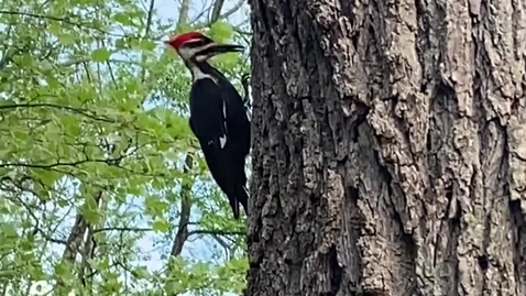 Thumbnail for Clip of copy of Pileated woodpecker