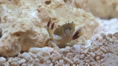 Thumbnail for Bringing the Ocean to the Classroom - Liz Sargent (Paul J Rickards, Jr. Teaching Innovation Grant)
