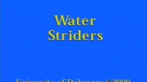 Thumbnail for entry 11 water striders.mp4