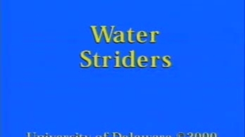 Thumbnail for 11 water striders.mp4