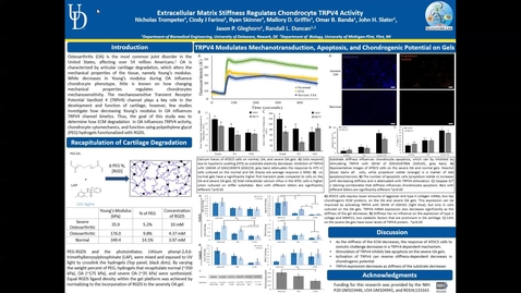 Thumbnail for entry Substrate Elasticity Influences TRPV4 Mechanotransduction in Chondrocytes, Nicholas Trompeter