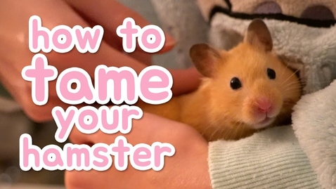 Thumbnail for 🐹 How to tame your hamster 🐹