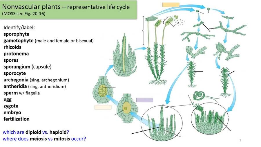 Moss Life Cycle VIDEO S21.mp4