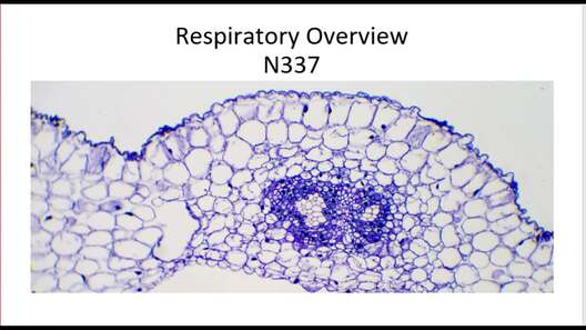 N337 Respiratory Overview Video Recording - Quiz