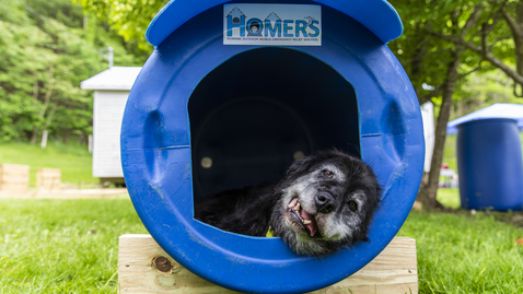 Thumbnail for Virginia Tech veterinarians and technicians build emergency relief shelters for local dogs in crisis