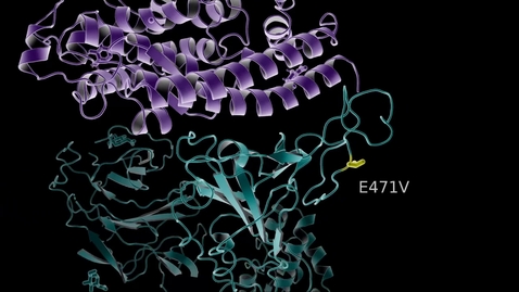 Thumbnail for The virus that causes COVID-19 is widespread in wildlife, Virginia Tech scientists find