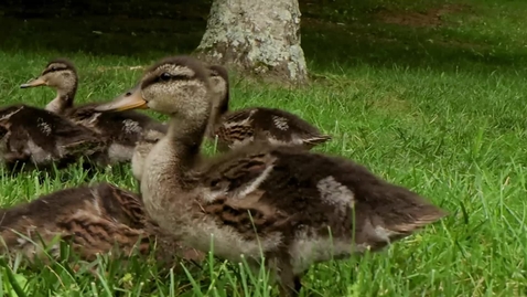 Thumbnail for The Duck Pond welcomes a new generation