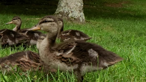 Thumbnail for entry The Duck Pond welcomes a new generation