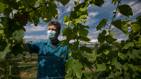 Thumbnail for Viticulture research helps better serve Virginia's wine industry