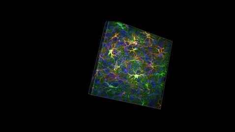 Thumbnail for entry 3-D reconstructed confocal image