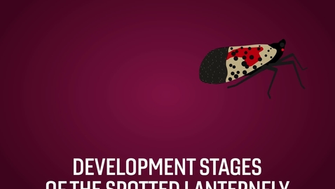 Thumbnail for entry Spotting the highly invasive spotted lanternfly