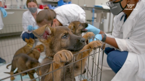 Thumbnail for A &quot;Puppy Palooza&quot; at Virginia Tech veterinary college