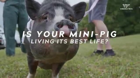 Thumbnail for entry Calling all mini pig parents!