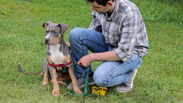 Making shelter dogs more adoptable | Virginia Tech News | Virginia ...