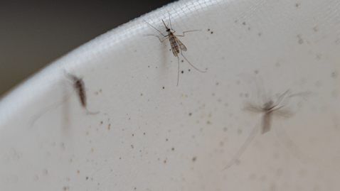 Thumbnail for Mapping the genetic structure of mosquitos to better understand the spread of malaria and other infectious diseases