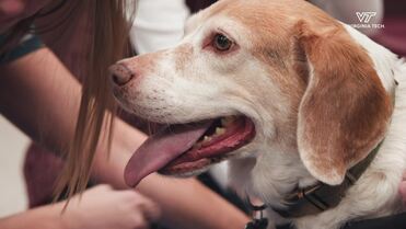 Barkley's journey to recovery - seven-year-old beagle gets new ...