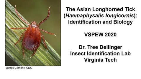 Thumbnail for entry The Asian Longhorned Tick (Haemaphysalis longicornis): Identification and Biology