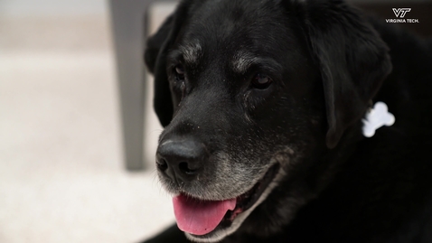 Thumbnail for Improving mobility and quality of life for retired service dog