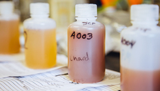 Go to The Little Lab with Big Impact on the Virginia Wine Industry with duration: 2 minutes, 5 seconds
