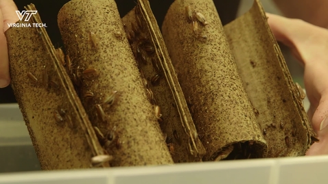 Thumbnail for Virginia Tech entomologist finds practical solution for cockroach infestations