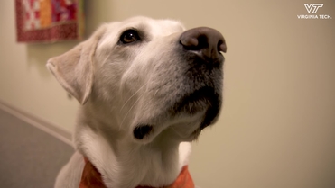 Moose the Therapy Dog named VVMA 2019 Animal Hero | Virginia Tech ...