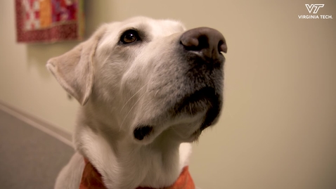 Thumbnail for Moose the Therapy Dog named VVMA 2019 Animal Hero