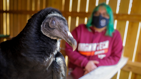 Thumbnail for entry CNRE student finds great joy in helping wildlife